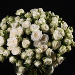 Букет з 35 білих троянд Міс Бомбастік