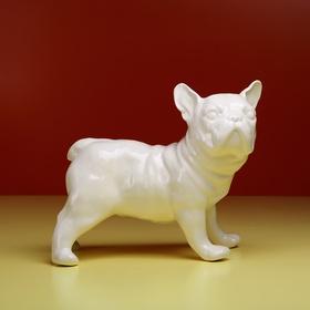 French Bulldog standing, white