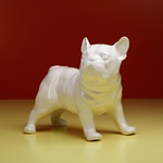 French Bulldog standing, white