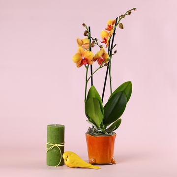 Composition “Sunny Accent”