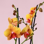 Composition “Sunny Accent”