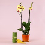 Composition “Sunny Accent”