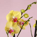 Composition “Sunny Accent”