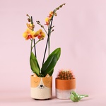 Composition “Terracotta Mood”