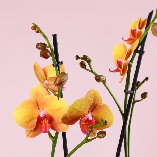 Composition “Terracotta Mood”