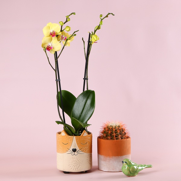 Composition “Terracotta Mood”