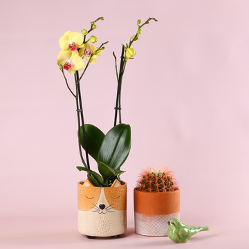 Composition “Terracotta Mood”