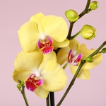 Composition “Terracotta Mood”