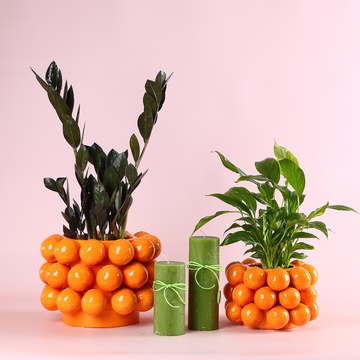 Composition “Citrus Geometry”