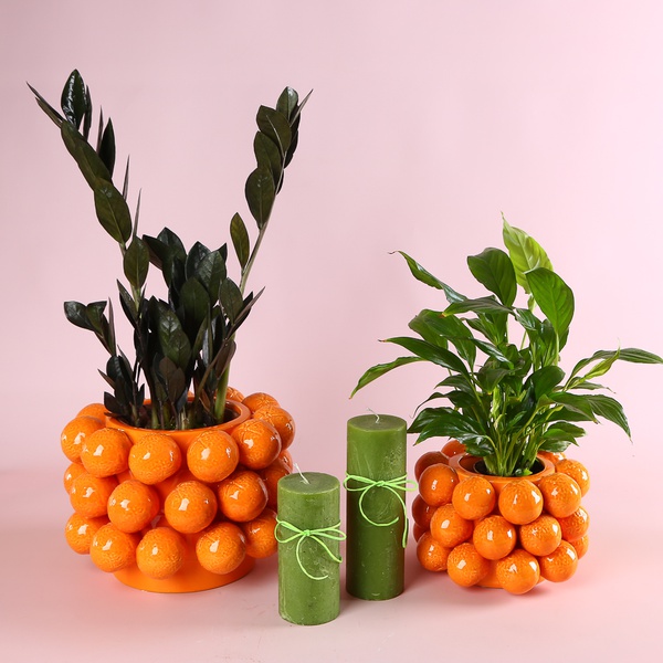 Composition “Citrus Geometry”