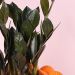 Composition “Citrus Geometry”