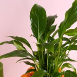 Composition “Citrus Geometry”