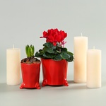 Set with Cyclamen and Hyacinth in Planters