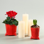 Set with Cyclamen and Hyacinth in Planters