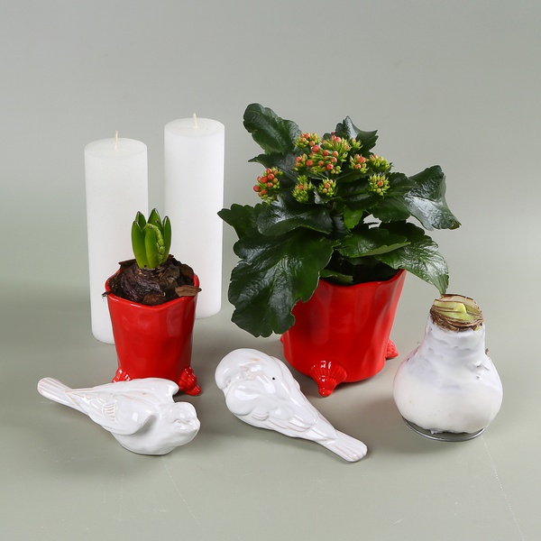 Set with Kalanchoe and Hyacinth in Planters