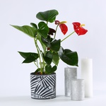 Set “Red Elegance”