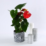 Set “Red Elegance”