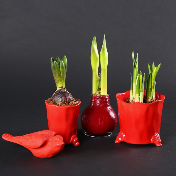 Набор «Весенний акцент в красном»