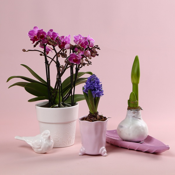 Набор «Весенняя орхидея»