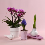 Набор «Весенняя орхидея»