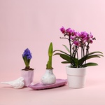 Набор «Весенняя орхидея»