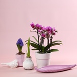 Набор «Весенняя орхидея»