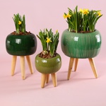 Набір "Зелений акцент затишку"