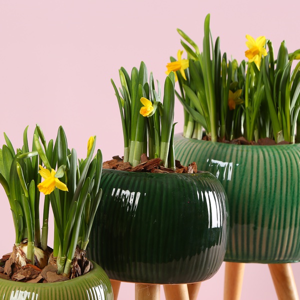 Набір "Зелений акцент затишку"