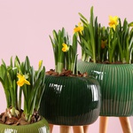 Набір "Зелений акцент затишку"