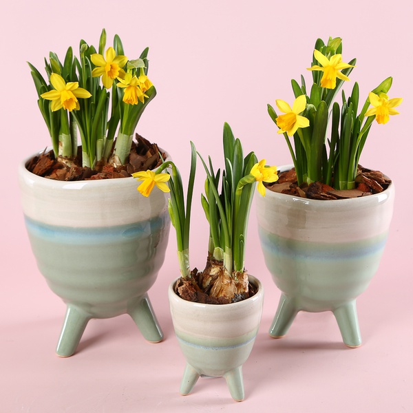 Набір "Ніжний подих весни"