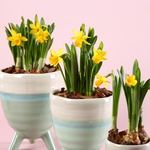 Набір "Ніжний подих весни"