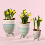 Набір "Ніжний подих весни"