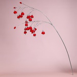 Ветвь красных цветов