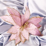 Decorative flower of pale pink poinsettia