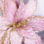 Decorative flower of pale pink poinsettia