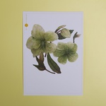 Postcard "Heleborus" large