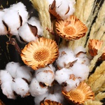 Bouquet of cotton and spikelets