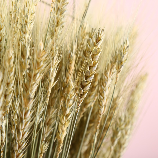 Декор в аренду «Пшеничное поле»