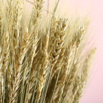 Декор в аренду «Пшеничное поле»