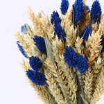 The stylish “Blue Accent” sheaf