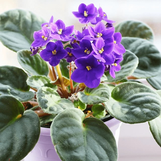 How to care for violets