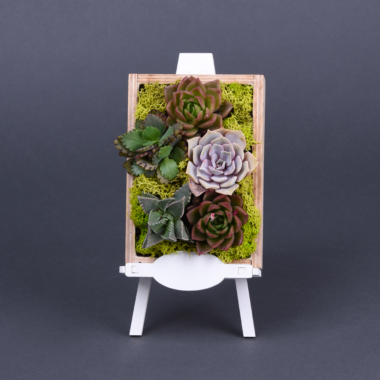 Workshop 'Creating a mini living picture with a mix of succulents'