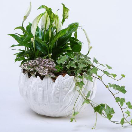 Master class on creating a living interior composition