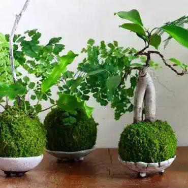 Workshop “Living Form: Kokedama”